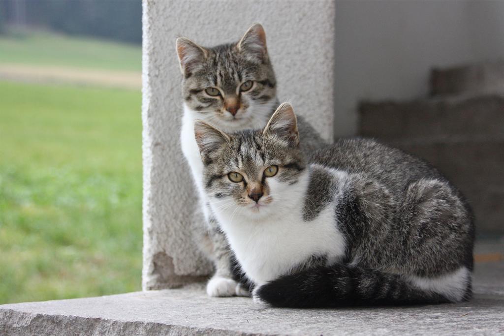 Spisserhof Chiusa Zewnętrze zdjęcie